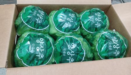 Green one 양상추 12통 개별포장 (종이)