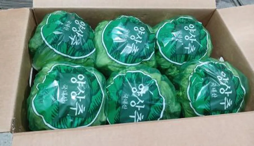 Green one 양상추 12통 개별포장 (종이) 이미지