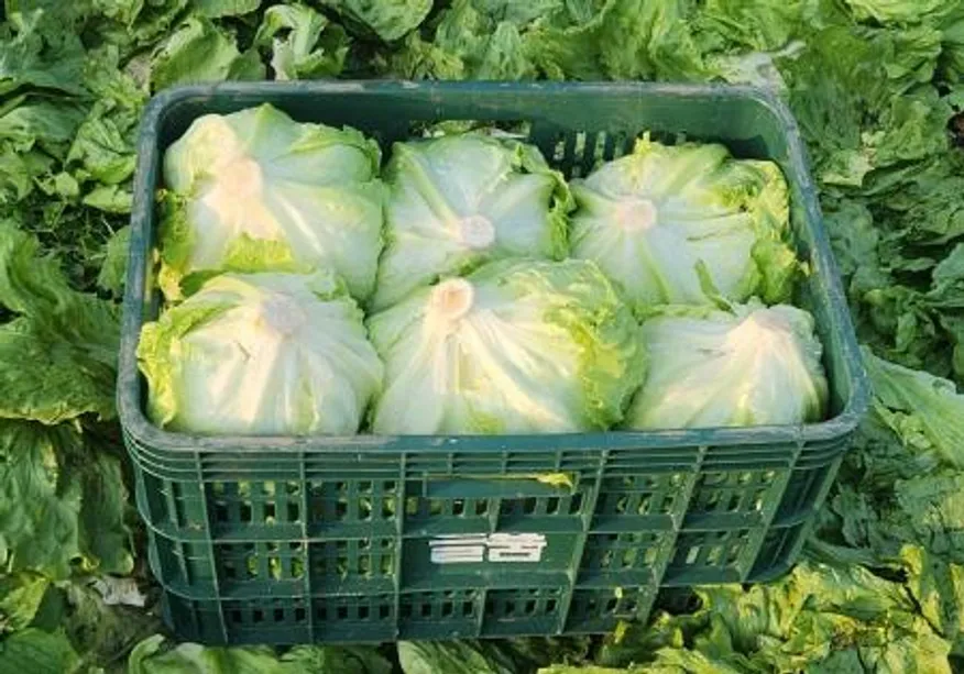 Green one 깐양상추,샐러드용 5kg 내외 (종이) 이미지