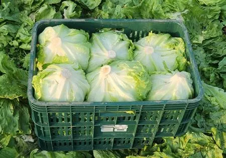 Green one 깐양상추,샐러드용 5kg 내외 (종이) 이미지