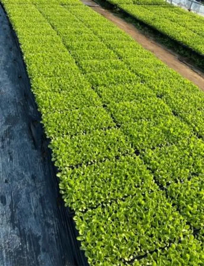 Green one 양상추 샐러드용 6kg(스티로폼) 이미지