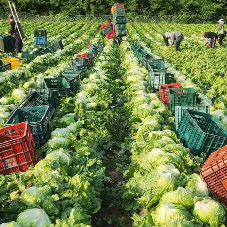 Green one 깐양상추,샐러드용 5kg 내외 (종이) 이미지