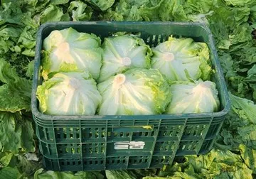 Green one 양상추 12통 벌크(스티로폼)