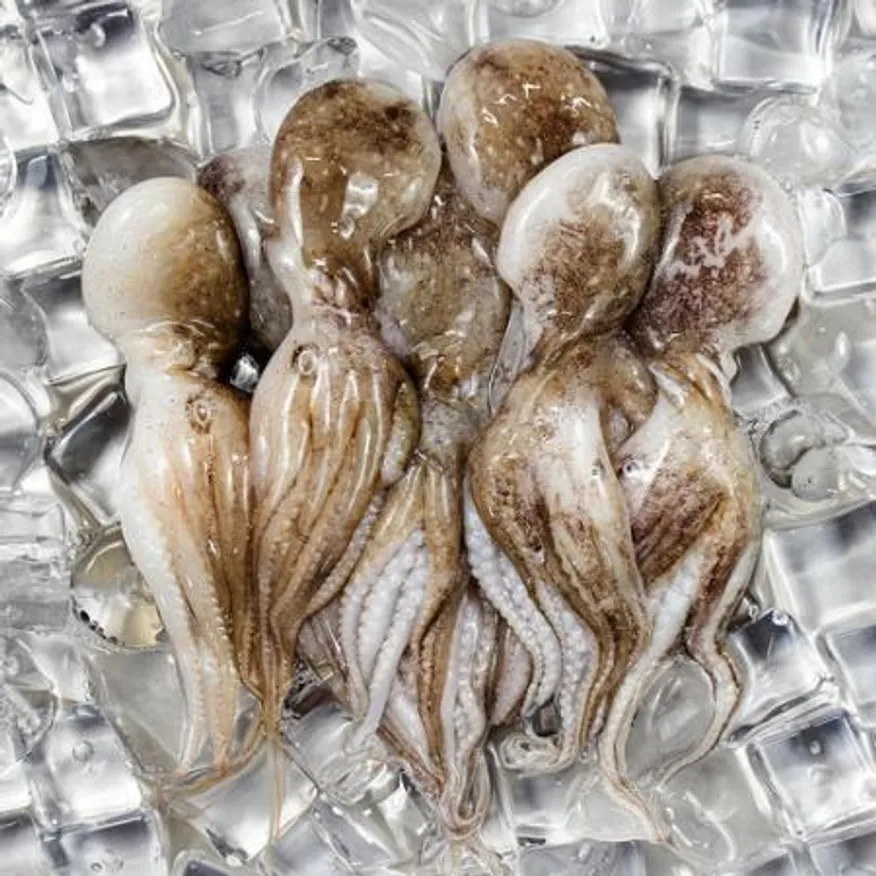 업소용 대용량 냉동쭈꾸미 15미 2.16kg 벌크 손질 생물 주꾸미 볶음용 이미지