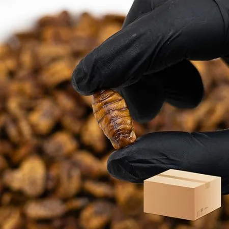 업소용 번데기 10kg(2kg x 5팩) 대용량 자숙 냉동 번데기탕 간식 안주 식당용