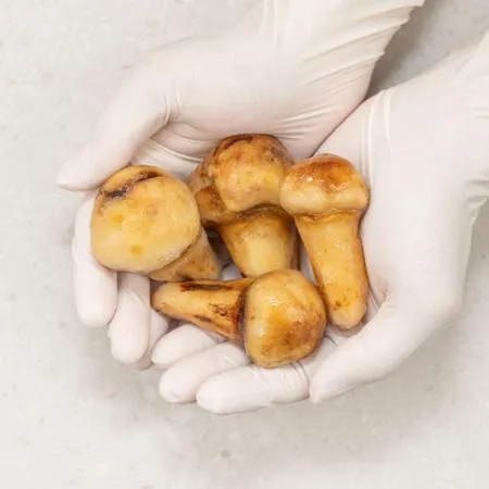 업소용 자연산 송이버섯 S 3등급 1kg 냉동 벌크 이미지