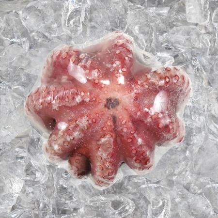 자숙문어 11미 8kg 냉동 손질 숙회 무침