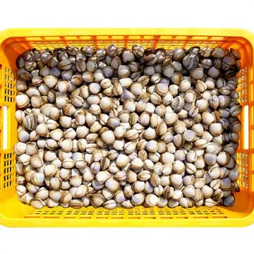 생물 동죽 조개 10kg (활, 구이, 조개탕)