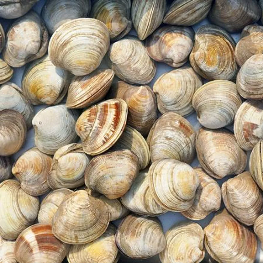 백합 조개 10kg (백상합, 칼국수, 찜, 구이) 이미지