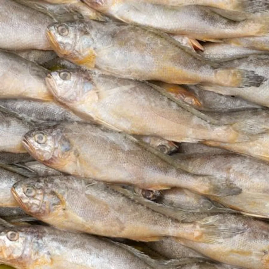 조기 참조기 50/52미 3.5kg 매운탕 조림 구이 이미지