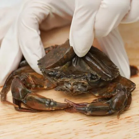 소프트쉘크랩 100/120 900g 냉동 탈피 꽃게 푸팟퐁커리 이미지