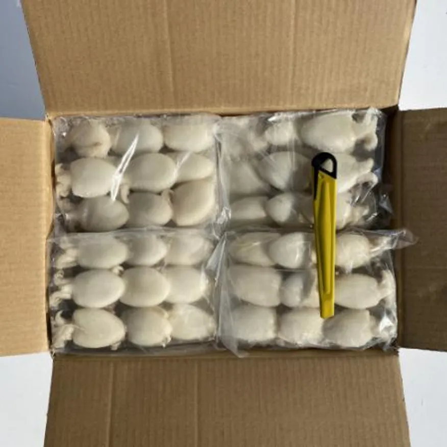 미니 갑오징어 2.16kg 12미(40/60) 베이비이까 이미지