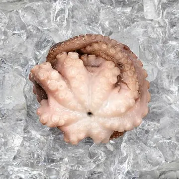 모리토니아 세척 냉동문어 8kg (25/40미) 업소용 손질 문어숙회