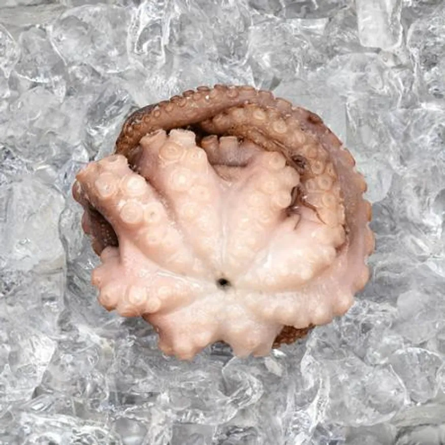 모리토니아 세척 냉동문어 8kg (25/40미) 업소용 손질 문어숙회 이미지
