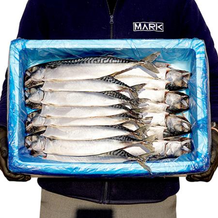 간고등어 16마리 왕특대 [노르웨이산]