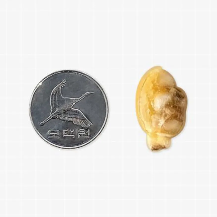 업소용 자숙 바지락살 10kg (냉동, 조개살) 이미지