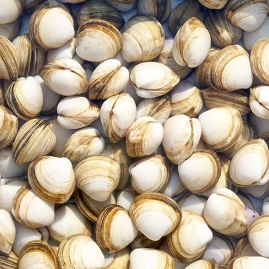 생물 동죽 조개 5kg (활, 구이, 조개탕) 이미지