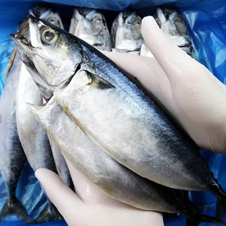 간고등어 20마리 대 [국내산] 이미지