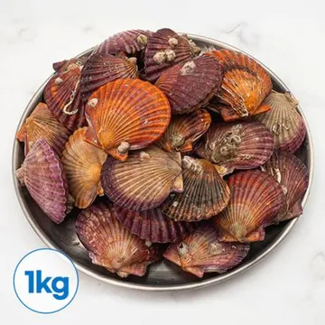 통영 홍 가리비 1kg 조개구이 찜 제철 생물가리비