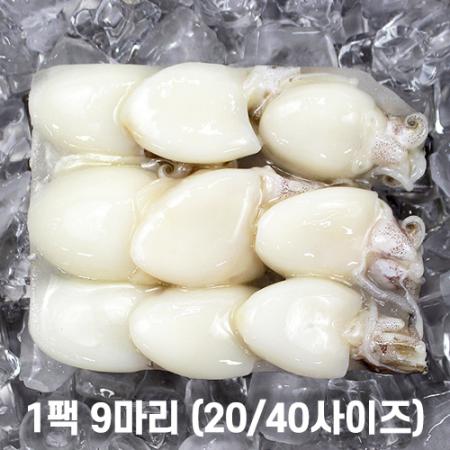 미니 갑오징어 2.16kg 9미(20/40) 베이비이까 이미지