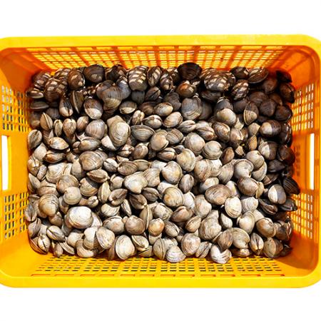 백합 조개 10kg (백상합, 칼국수, 찜, 구이)
