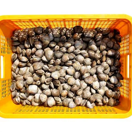 백합 조개 10kg (백상합, 칼국수, 찜, 구이) 이미지