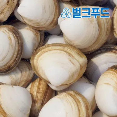 생물 동죽 조개 2kg (활, 구이, 조개탕)