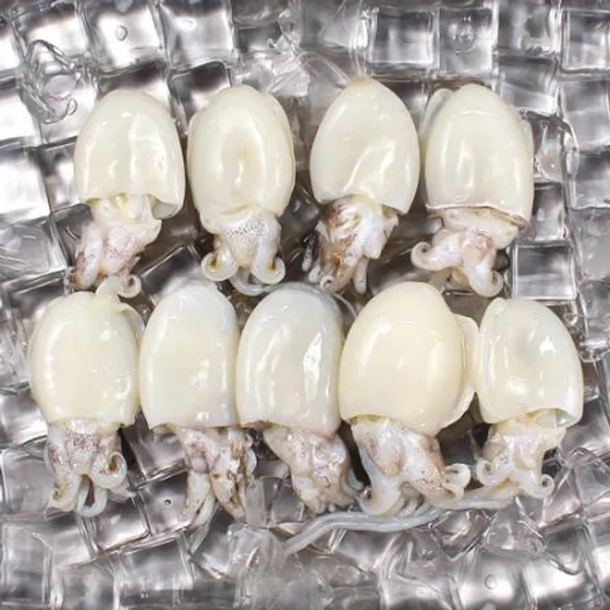 미니 갑오징어 2.16kg 12미(40/60) 베이비이까 이미지