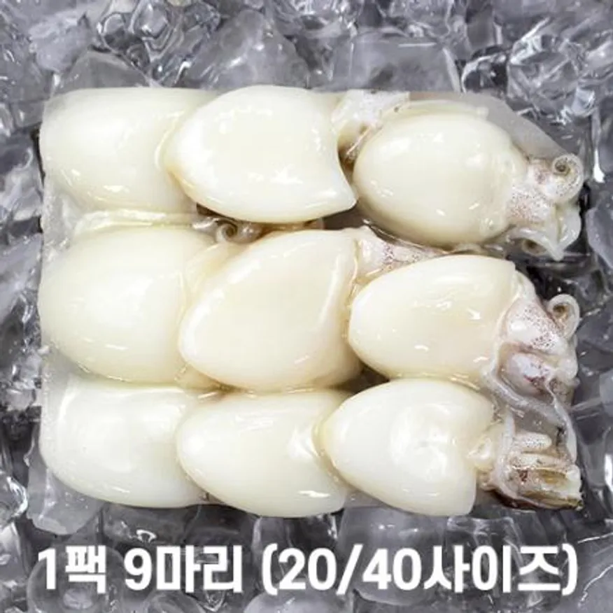 미니 갑오징어 2.16kg 12미(40/60) 베이비이까 이미지