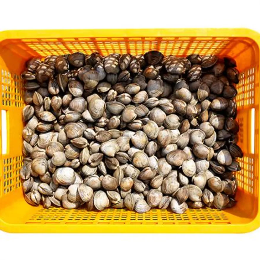 백합 조개 5kg (백상합, 칼국수, 찜, 구이) 이미지