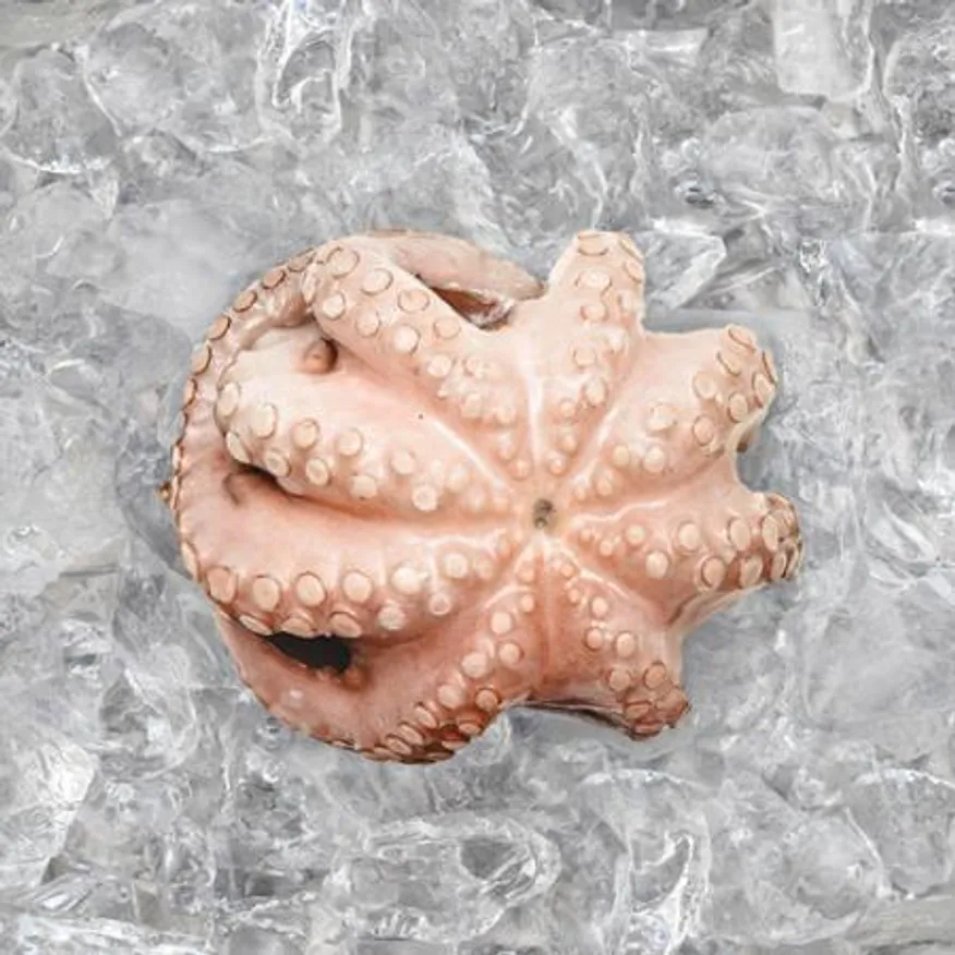 모리토니아 세척 냉동문어 8kg (50/70미) 업소용 손질 문어숙회 이미지