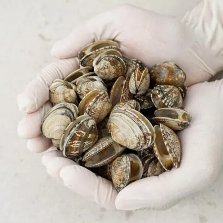 ★업소용 특가★냉동 바지락 5kg (해감, 칼국수, 피바지락) 이미지