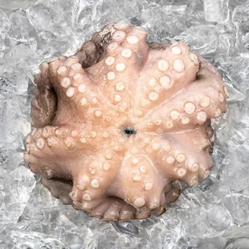 모리토니아 세척 냉동문어 8kg (10/16미) 업소용 손질 문어숙회