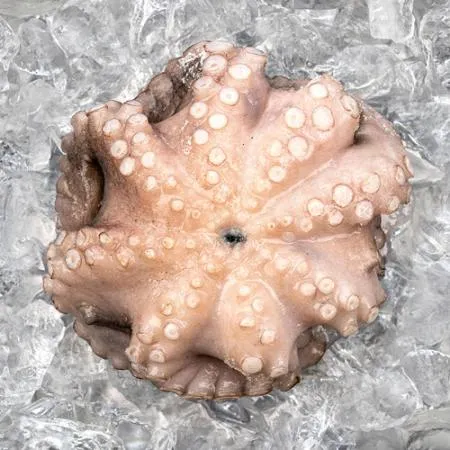 모리토니아 세척 냉동문어 8kg (10/16미) 업소용 손질 문어숙회