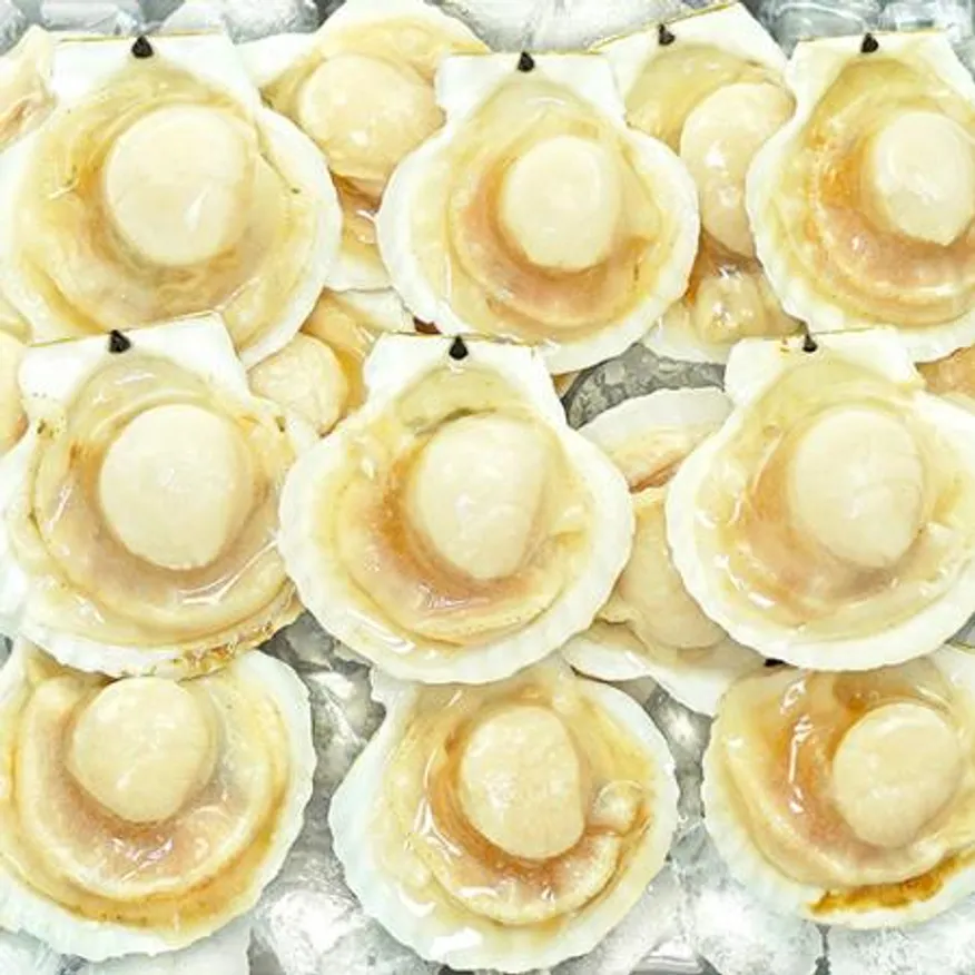 가리비 1.8kg 7/8미 (냉동, 반가리비) 이미지