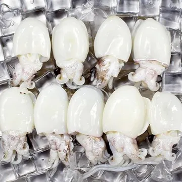 미니 갑오징어 2.16kg 12미(40/60) 베이비이까