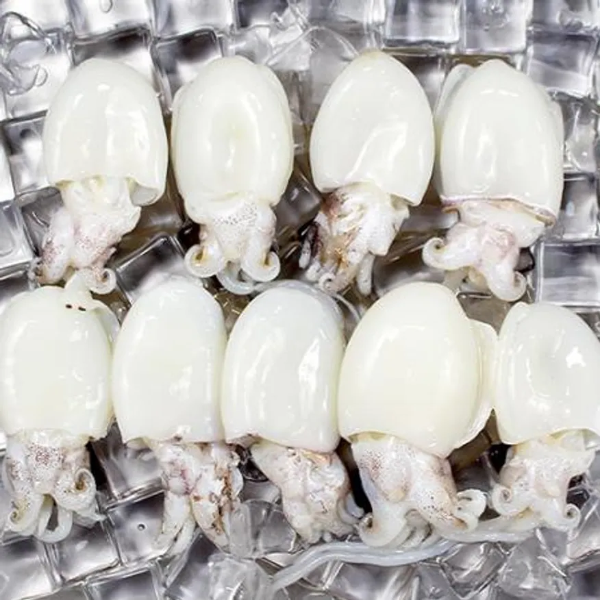 미니 갑오징어 2.16kg 12미(40/60) 베이비이까 이미지