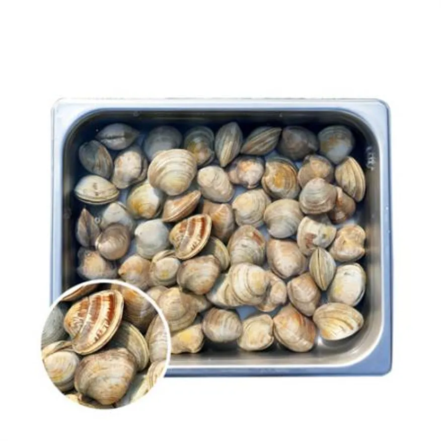 백합 조개 5kg (백상합, 칼국수, 찜, 구이) 이미지