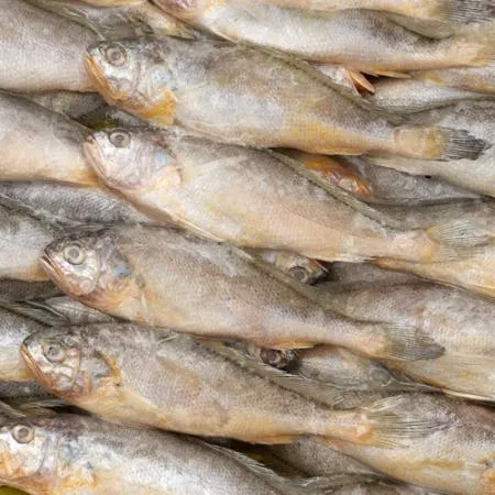 업소용 냉동 조기 참조기 61/63미 3.5kgx2박스 이미지