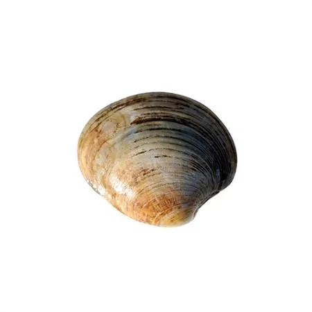 백합 조개 10kg (백상합, 칼국수, 찜, 구이) 이미지