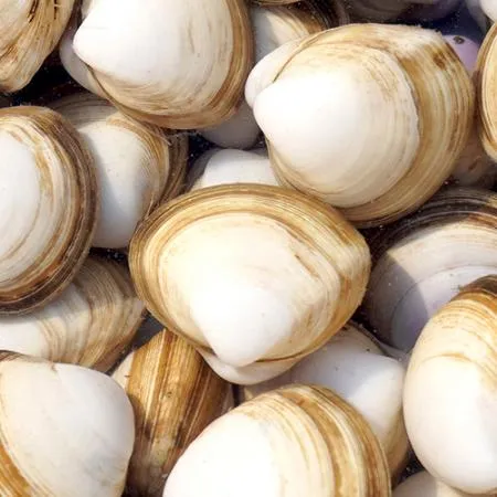 생물 동죽 조개 5kg (활, 구이, 조개탕) 이미지