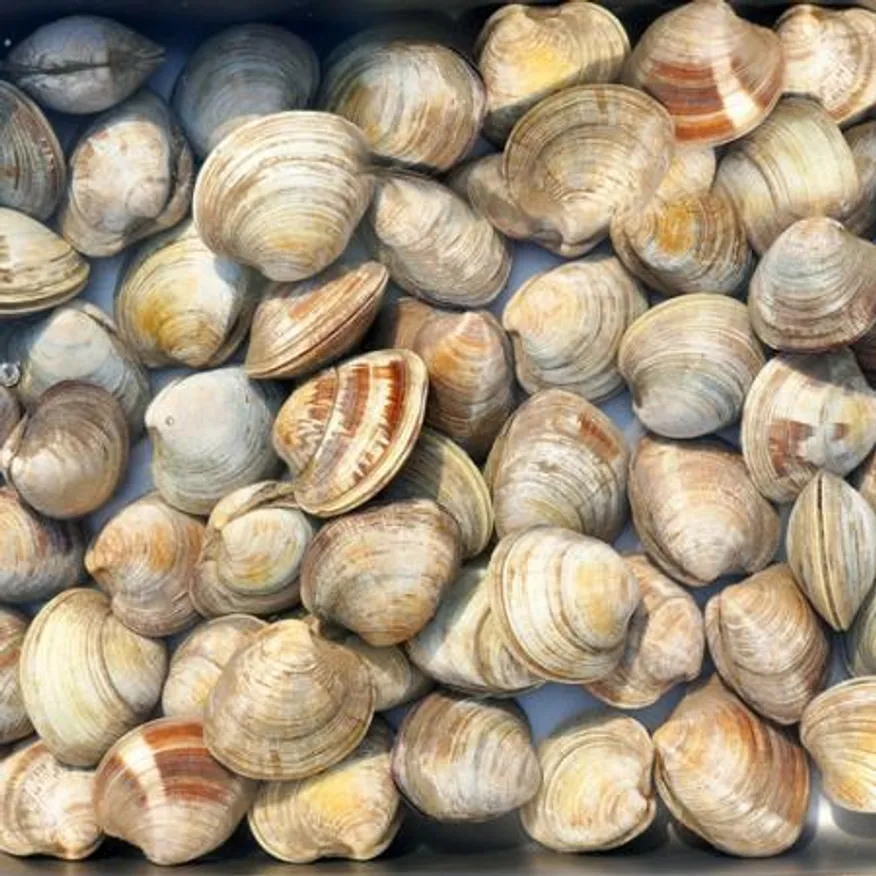백합 조개 10kg (백상합, 칼국수, 찜, 구이) 이미지