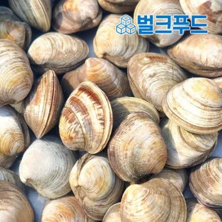 백합 조개 2kg (백상합, 칼국수, 찜, 구이)