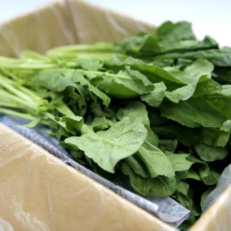 국내산 특품 로케트 루꼴라 한박스 1kg