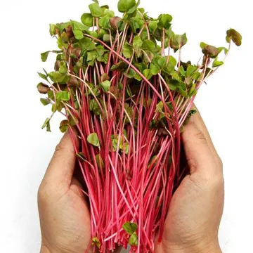 국내산 특품 빨간 메밀순 반박스 500g