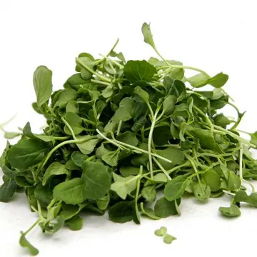 국내산 무농약 베이비채소 청경채 한박스1kg