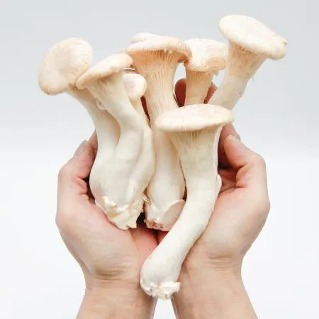 국내산 특품 머쉬마루버섯 500g
