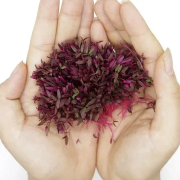 국내산 아마란스싹 마이크로 그린 아마란스 20g