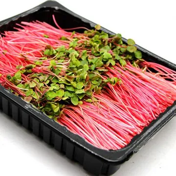 국내산 특품 빨간 메밀순 한박스 1kg