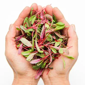 국내산 특품 루비레드 50g